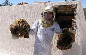 Sunlakes Bee Removal employee holding removed comb